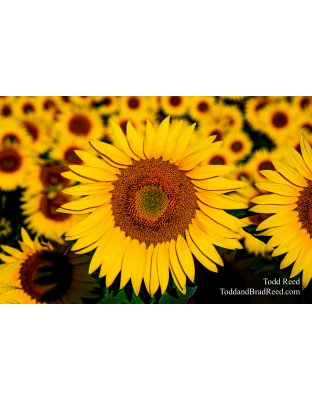 Sunflower Immersion