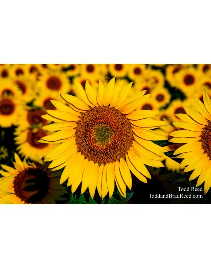 Sunflower Immersion