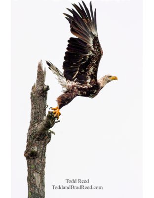 Taking Flight