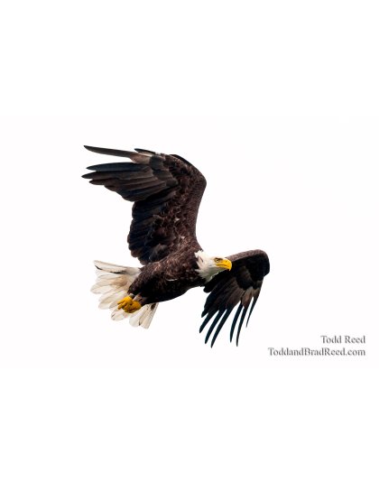 Soaring