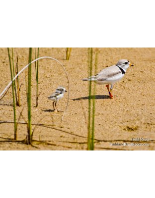 Follow the Leader