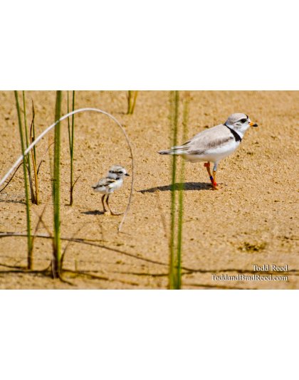 Follow the Leader