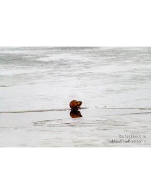 Muskrat Love