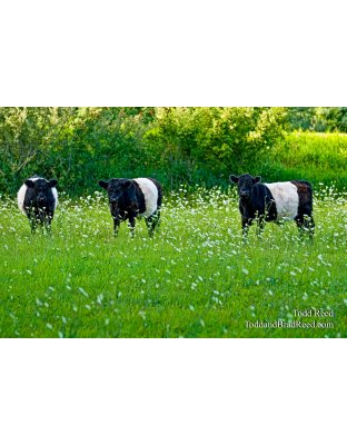 Cookie Cows