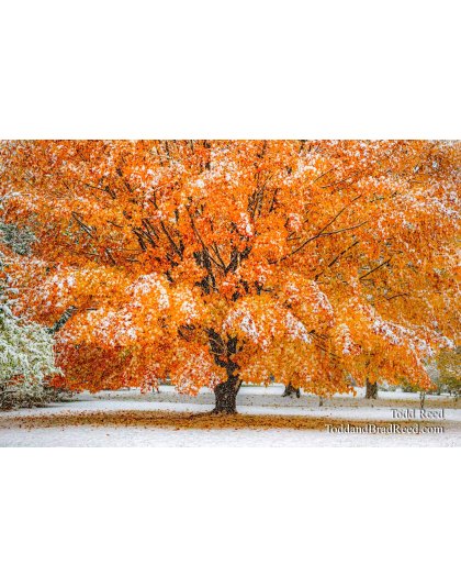  November Splendor 