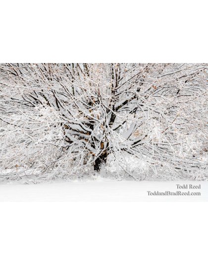 Snowy Maple 