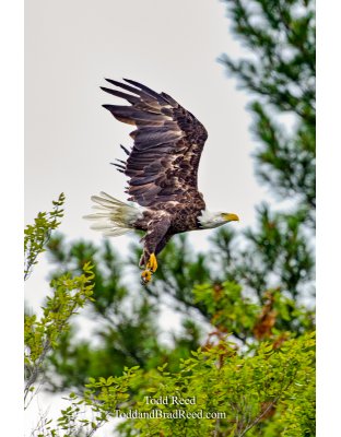 Gear Down 
