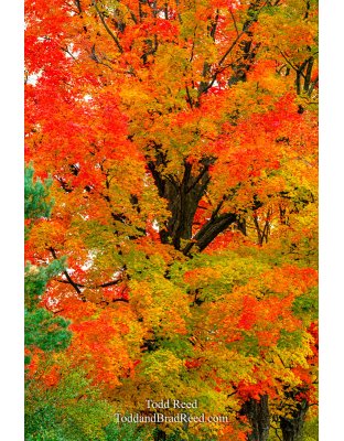 Painted Michigan