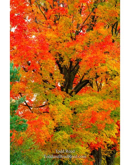 Painted Michigan