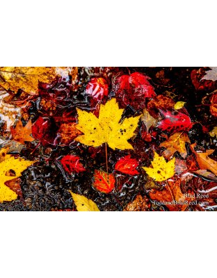 Maple Collage