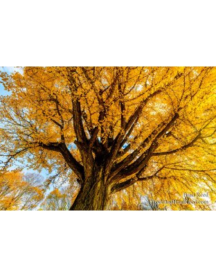 Scotteville Maple