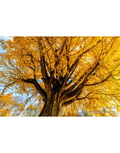 Scotteville Maple