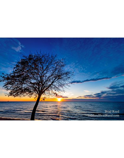 Tree Glow