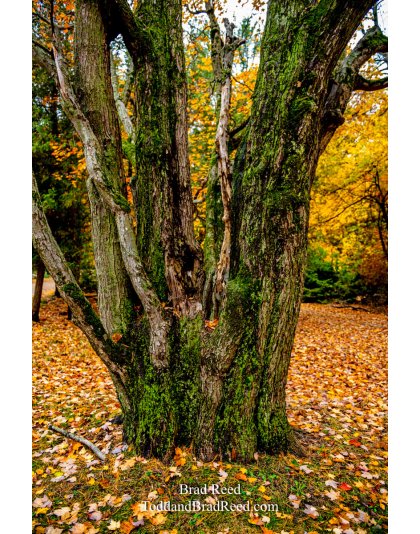 Tree Service