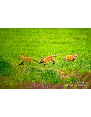 Tiny Acres Trio