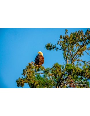 Proud Eagle