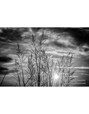 Beach Grass Bliss