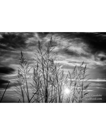Beach Grass Bliss