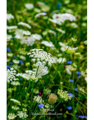 August Bloom