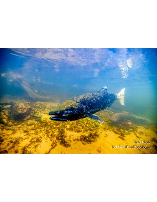 Spawning Season 