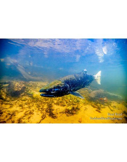 Spawning Season 