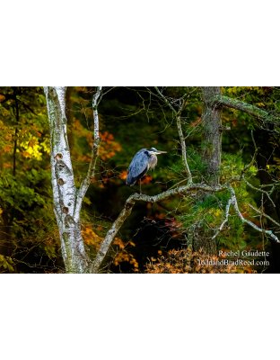 Heron Perch