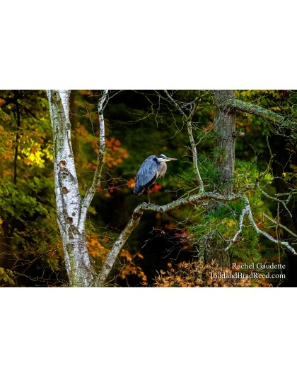 Heron Perch