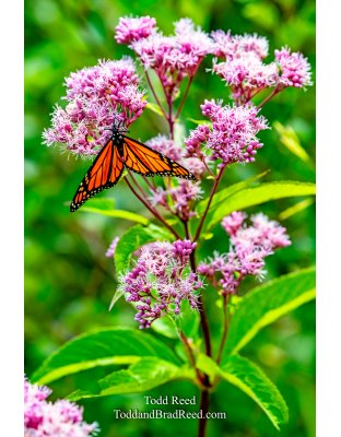 Butterfly and wildflowers at cabin
