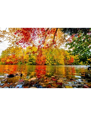 Fall Color at West Shore (4329)