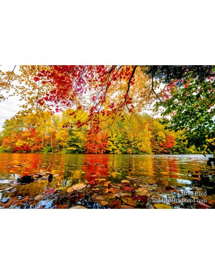 Fall Color at West Shore (4329)