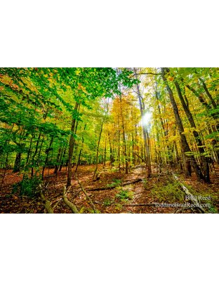 Fall Color at West Shore (4360)