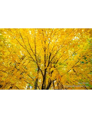 Mellow Yellow