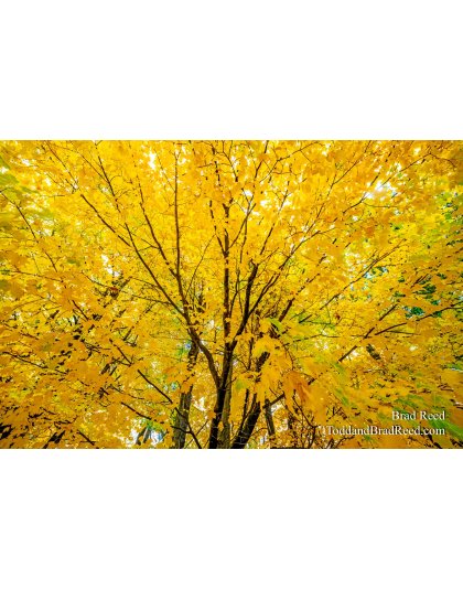 Mellow Yellow