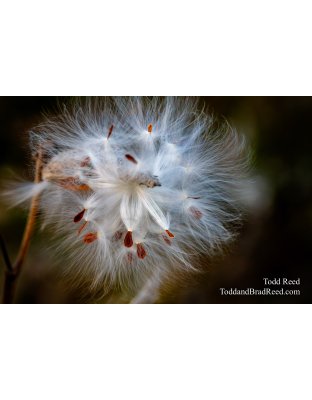 Milkweed Delight