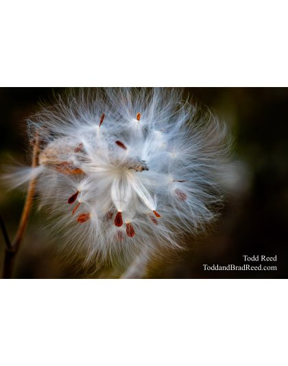 Milkweed Delight