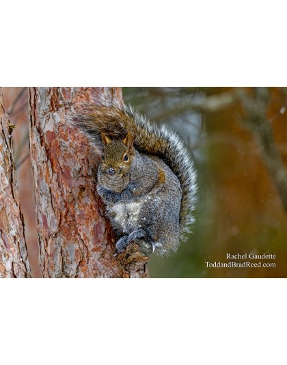 Tree Hugger