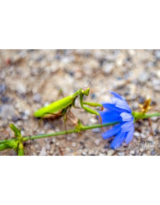Praying Mantis