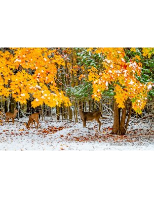 Welcoming Winter