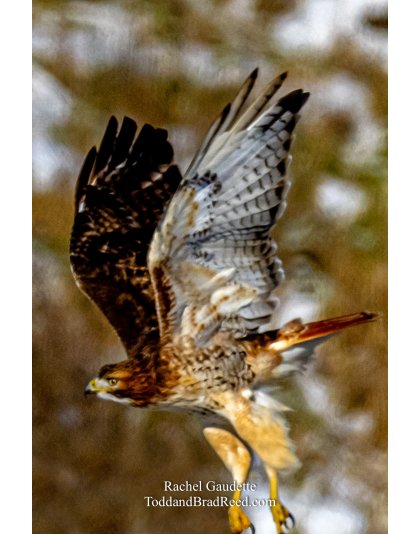 Snowy Owls and Eagles (0540)