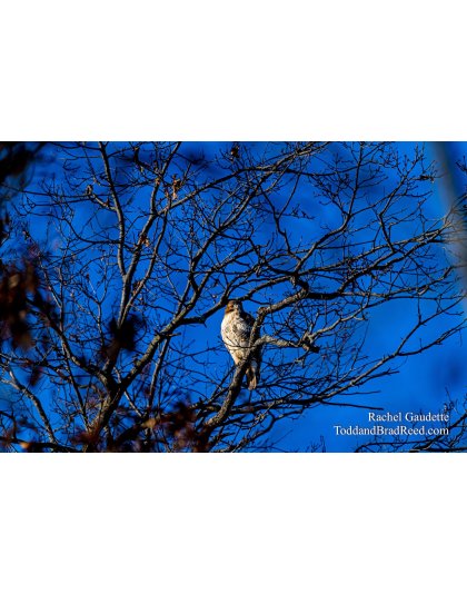 Snowy Owls and Eagles (0562 )