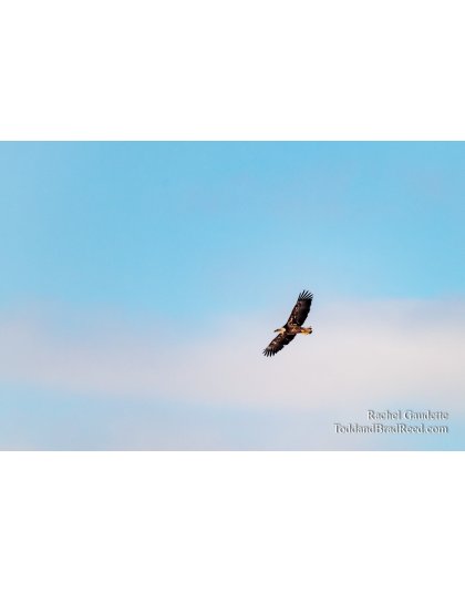 Snowy Owls and Eagles (0583)