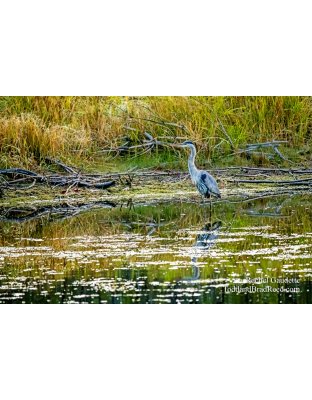 Ludington State Park (4016)
