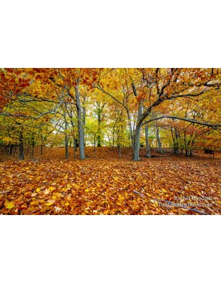 Fall Blanket