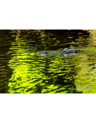 Florida Gator
