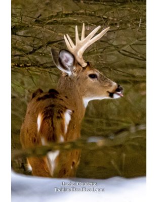 Funny Buck