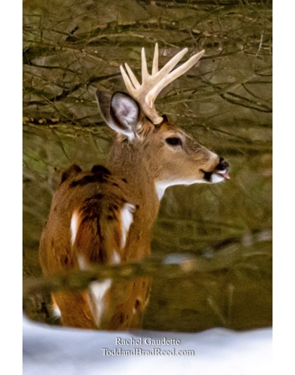 Funny Buck