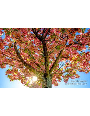 Glowing Blossoms