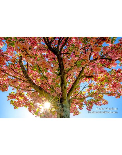 Glowing Blossoms