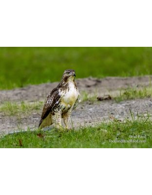 Meyers road Hawk
