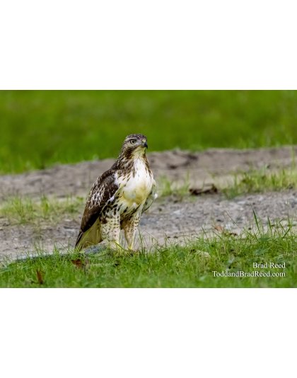 Meyers road Hawk